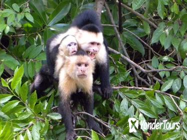 Palo Verde National Park Riverboat Cruise from Tamarindo