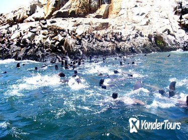 Palomino Islands Cruise and Swimming with Sea Lions Experience from Lima