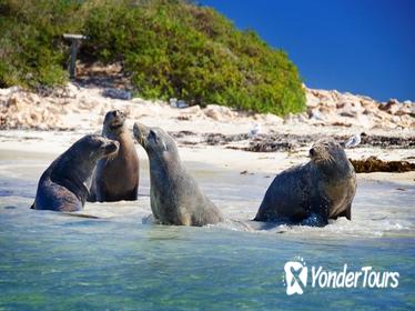 Penguin Island Tour with Dolphin and Sea Lion Cruise