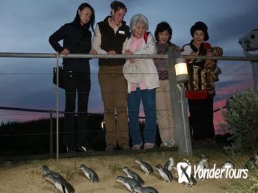 Phillip Island Penguin Parade Tour from Melbourne Including Koala Conservation Centre