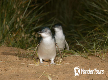 Phillip Island Penguin, Brighton Beach, Moonlit Sanctuary from Melbourne