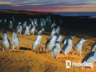 Phillip Island Tour from Melbourne Phillip Island Tour from Melbourne