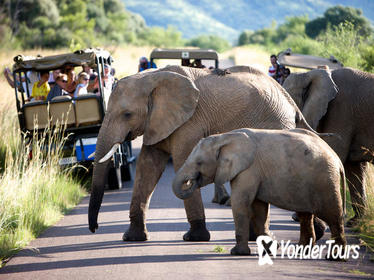 Pilanesberg Game Reserve Private Day Tour from Johannesburg