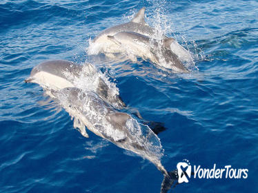 Port Stephens Day Tour From Sydney Including 4WD, Sandboarding and Dolphin Watching Port Stephens Day Tour From Sydney Including 4WD, Sandboarding and Dolphin Watching