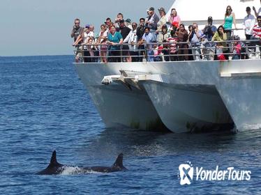 Port Stephens Dolphin Watch Tour from Sydney