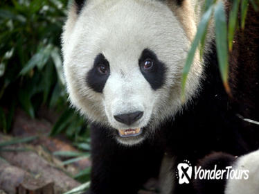 Private 2-Day Chengdu Tour with Pandas and Leshan Giant Buddha