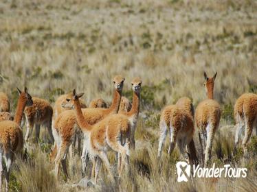 Private 2-Day Colca Canyon Tour from Arequipa to Puno Private 2-Day Colca Canyon Tour from Arequipa to Puno