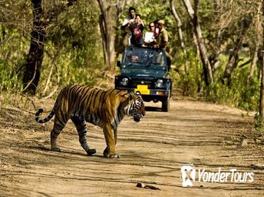 Private 5-Day Ranthambhore Tiger Tour from Delhi including the Taj Mahal, Agra and Jaipur