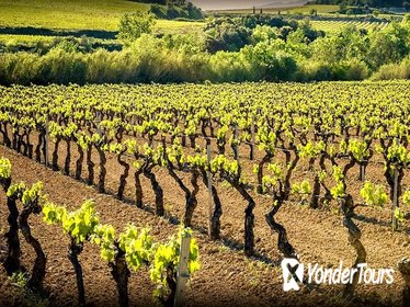 Private Cava Experience Penedes Tour From Barcelona