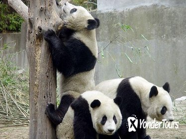 Private Chengdu Day Tour Including Giant Pandas and the Jinsha Site Museum