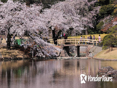 Private Custom Cherry Blossoms Tour by Chartered Vehicle
