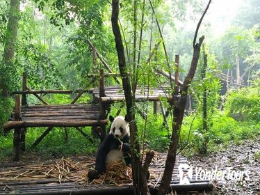 Private Day Tour: Chengdu Giant Panda Breeding Center and Leshan Giant Buddha