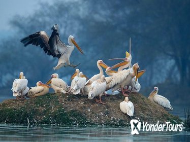 Private Day Trip to Keoladeo Bird Sanctuary and Chand Baori Stepwell Including Lunch and Gala Dinner