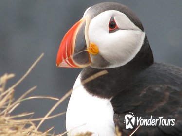 Private Day Trip to the Icelandic South Coast from Reykjavik: Seljalandsfoss, Skogafoss, and Reynisfjara Black Beach