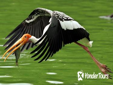 Private Day Trip to the Keoladeo National Park in Bharatpur from Jaipur