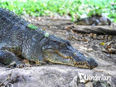 Private Eco-Tour: Crocodile Watching With Heritage Trail
