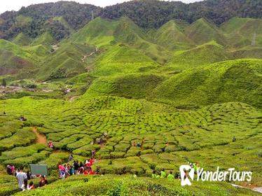 Private Full-Day Cameron Highlands Nature Tour from Kuala Lumpur