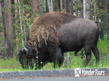 Private Full-Day Grand Teton Wildlife 4WD Tour from Jackson Hole