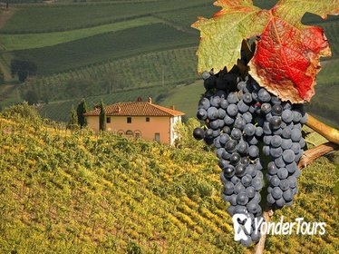 Private Full-Day Montalcino Truffle and Brunello Wine Tasting Tour from Rome