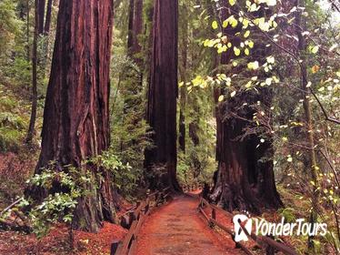 Private Full-Day Muir Woods and Wine Country Tour From San Francisco