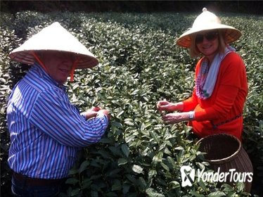 Private Full-Day Tea Culture Tour in Hangzhou from Shanghai