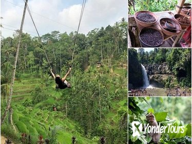 Private Full-Day Tour: Swing and Ubud Environment