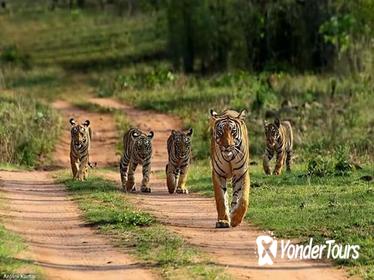Private Golden Triangle tour with Palaces, Forts and Ranthambore National Park