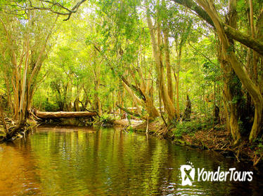 Private Half Day Tour: Exclusive World Heritage Rainforest and Waterfall Tour from Cairns