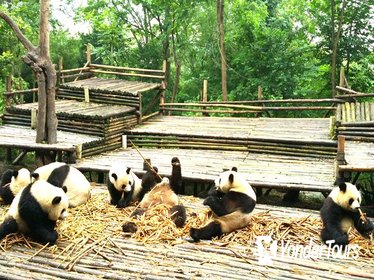 Private Half-Day Chengdu Panda Base Tour