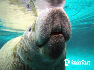 Private Manatee Tour