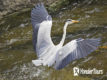 Private Tour of Junam Wetlands and Haeinsa Temple