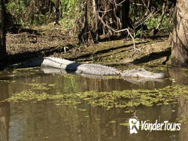 Private Tour of the Honey Island Swamp with Round-Trip Transfer from New Orleans