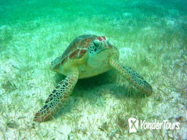 Private Tour: Akumal Marine Turtle Snorkeling from Cozumel