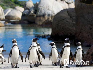 Private Tour: Cape of Good Hope and Cape Point from Cape Town