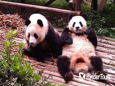 Private Tour: Chengdu Panda Base and Leshan Grand Buddha
