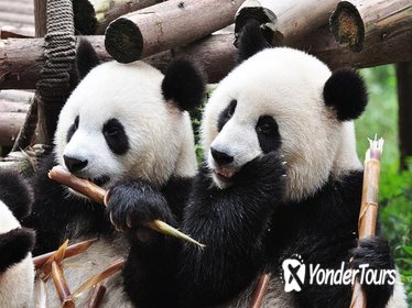 Private Tour: Chengdu Sightseeing with Panda Breeding Center Visit