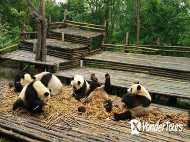 Private Tour: Customize Your Perfect Day in Chengdu