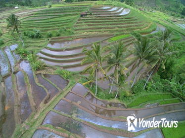 Private Tour: Discover Northern Bali Day Tour