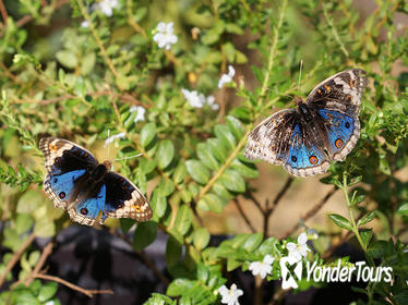 Private Tour: Discovery Tour of Entopia Butterfly Farm in Penang