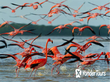 Private Tour: Ek Balam and Pink Flamingoes Sanctuary with Photographer from Cancun, Tulum or Riviera Maya