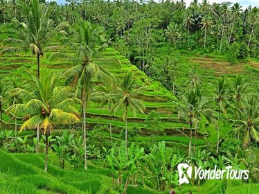 Private Tour: Full-Day Highlights of Ubud Tour