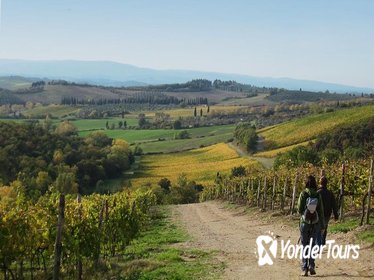 Private Tour: Guided Hike in Tuscany with Transport from Siena