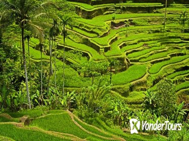 Private Tour: Half-Day Ubud and Tampak Siring Tour from Bali