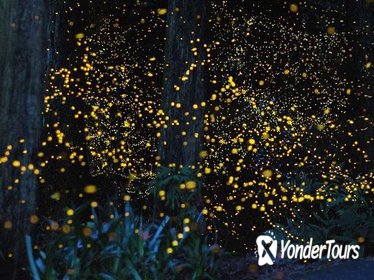Private Tour: Kuala Selangor Fireflies River Ride Including Dinner from Kuala Lumpur