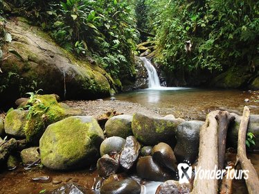 Private Tour: Mindo Nambillo Cloud Forest Reserve from Quito