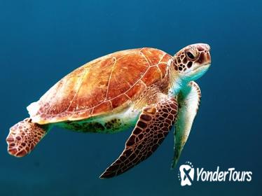 Private Tour: Sightseeing Cruise and Snorkeling in Los Cabos Private Tour: Sightseeing Cruise and Snorkeling in Los Cabos