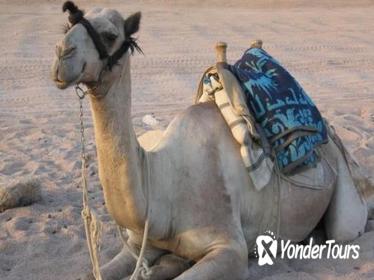 Private Tour: Sinai Jeep Safari, Abu Galum Snorkeling, Camel Ride and Bedouin Lunch