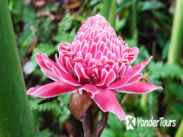 Private Tour: Spice Garden and Entopia Butterfly Farm in Penang