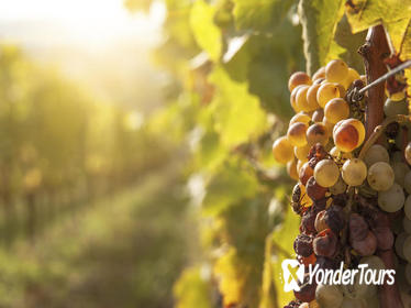 Private Tour: Tokaj Wine Country Day Trip from Budapest