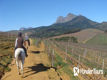 Private Wine Country Tour with a Twist from Cape Town